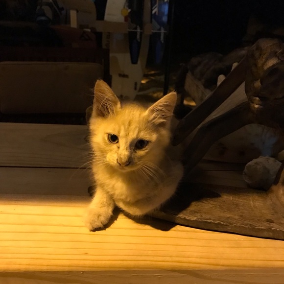 Meet your Posher, Sharon - Picture 1 of 1